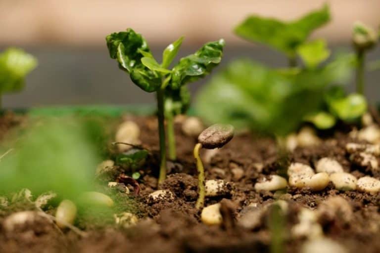Badger and Dodo Coffee Roasters: Close-up of a small green sprout emerging from rich brown soil, symbolizing sustainability. Pebbles are scattered around, and blurred greenery in the background hints at a garden or plant nursery setting dedicated to environmental initiatives.