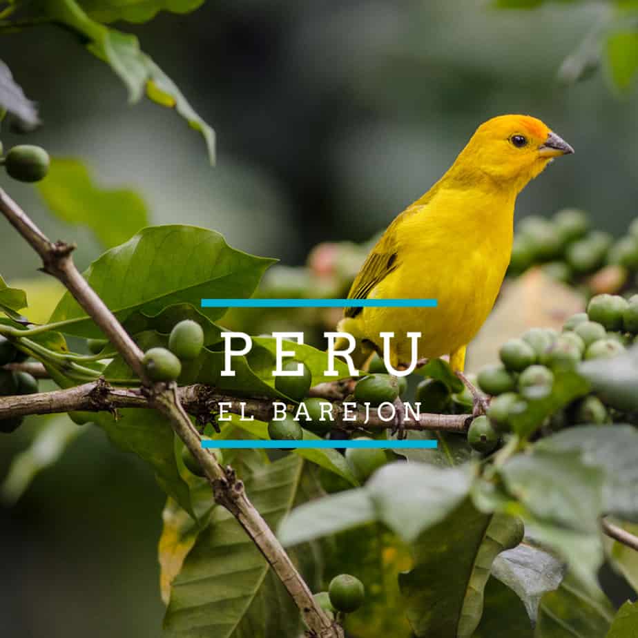 NEW SINGLE ORIGIN RELEASE: PERU EL BAREJON Peruvian El Barejon 2 Coffee