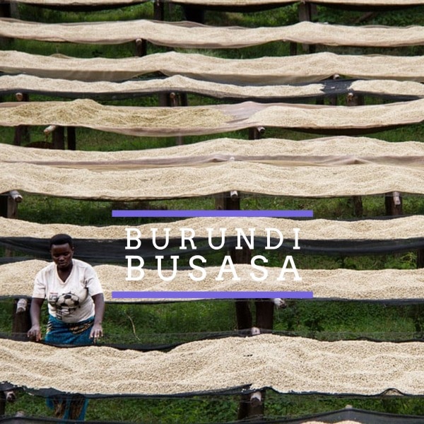 Burundi Busasa - Badger & Dodo