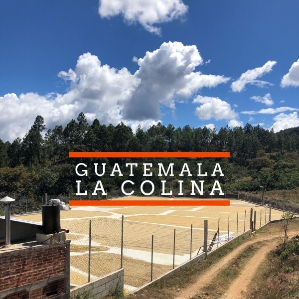Guatemala La Colina - Badger & Dodo