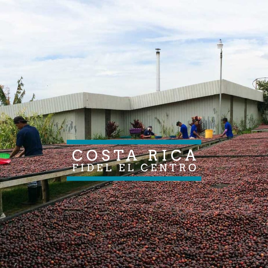 NEW SINGLE ORIGIN RELEASE: Costa Rica Fidel El Centro Fidel El Centro Woocommerce Coffee