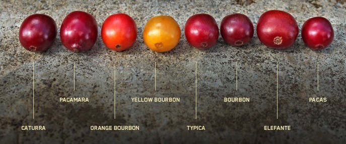 Discover Coffee Series coffee types 1