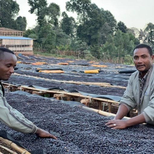 Ethiopia Deri Fahmi Deri Fahmi Badger Dodo 2