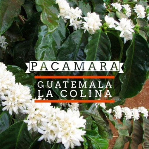 Guatemala La Colina - Pacamara La Colina Pacamara 1