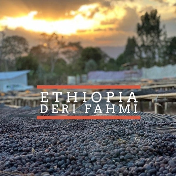 NEW SINGLE ORIGIN RELEASE: ETHIOPIA:DERI FAHMI Deri Fahmi WC 1 1 Coffee