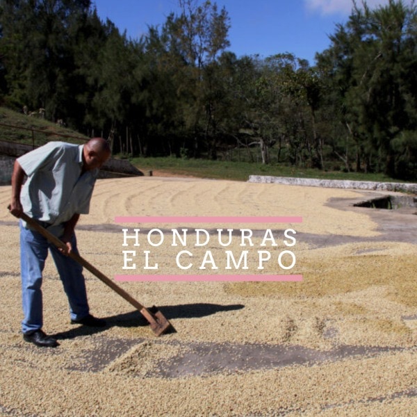NEW SINGLE ORIGIN RELEASE HONDURAS EL CAMPO El Campo 1 Coffee
