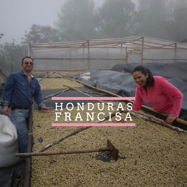 NEW SINGLE ORIGIN RELEASE HONDURAS FRANCISA Francisa 1 Coffee