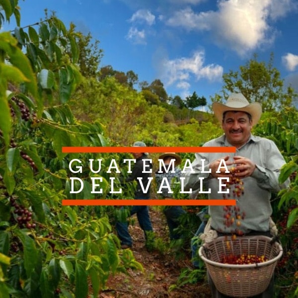 NEW SINGLE ORIGIN RELEASE GUATEMALA DEL VALLE Del Valle WC 1 Coffee
