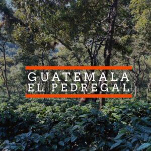 Coffee plants grow beneath a wooded canopy in El Pedregal, Guatemala, with white text reading “GUATEMALA EL PEDREGAL” framed by orange horizontal lines.