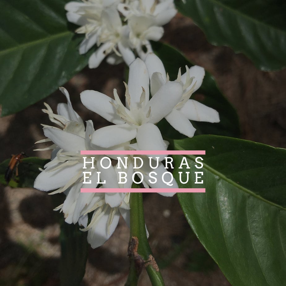 Honduras El Bosque El Bosque