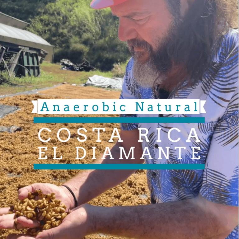 Blog 10 Badger & Dodo. A man inspects coffee beans outdoors; text reads Anaerobic Natural Costa Rica El Diamante.