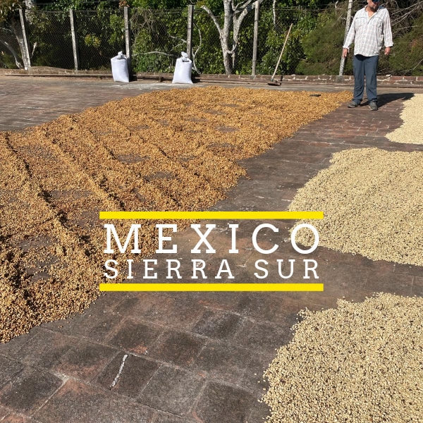 Badger & Dodo. Coffee beans drying in the sun on a patio in Mexico’s Sierra Sur, with a person standing nearby.