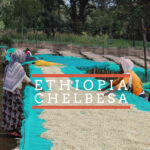Workers spread coffee beans on large raised drying beds covered with green mesh in a lush, outdoor setting in Chelbesa, Ethiopia. The text “Ethiopia Chelbesa” is overlaid in white letters with a red-orange background stripe.