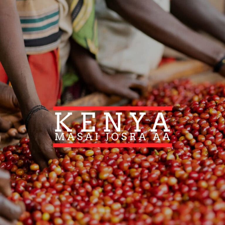 Blog 13 Badger and Dodo Coffee Roasters: People sorting a large pile of red coffee cherries capture the authentic essence of Kenya. Elegantly overlaid text reads Kenya-Masai Josra AA.