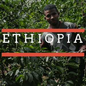 A man standing among lush green coffee plants, holding a branch with unripe coffee cherries. Overlaid text reads “Ethiopia” in white capital letters with orange lines above and below the text.