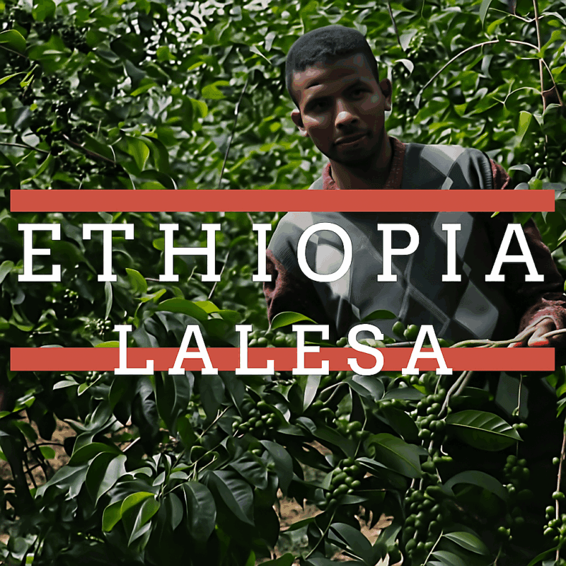 A man standing among lush green coffee plants, holding a branch with unripe coffee cherries. Overlaid text reads “Ethiopia” in white capital letters with orange lines above and below the text.
