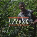 A man standing among lush green coffee plants, holding a branch with unripe coffee cherries. Overlaid text reads “Ethiopia” in white capital letters with orange lines above and below the text.