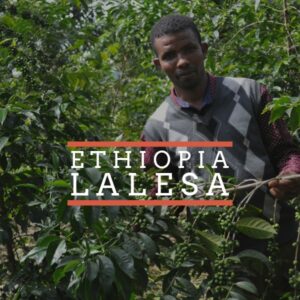 A man standing among lush green coffee plants, holding a branch with unripe coffee cherries. Overlaid text reads “Ethiopia” in white capital letters with orange lines above and below the text.