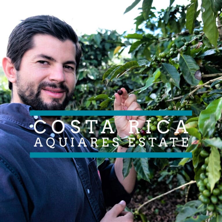 Blog 6 Badger & Dodo. A man picks coffee cherries on a plantation with the text Costa Rica – Aquiares Estate overlayed.
