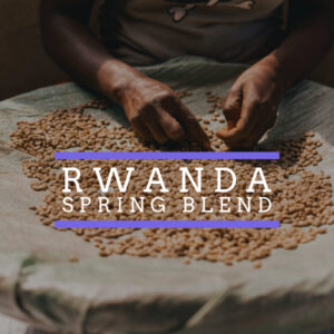 Badger and Dodo Coffee Roasters: A person carefully sorts premium coffee beans on a mat, with the vibrant text Rwanda Spring Blend elegantly overlaid.