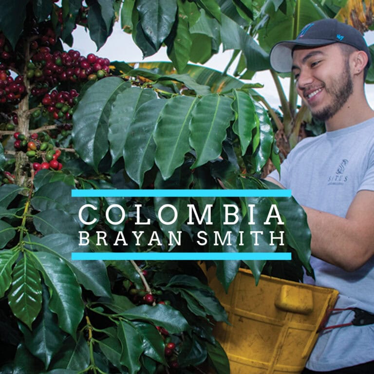 Blog 3 Badger & Dodo. A man harvests coffee cherries for COLOMBIA–Brayan Smith Pink Bourbon, smiling and wearing a cap, surrounded by lush green coffee plants in the Colombian countryside.