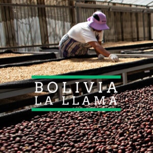 Badger and Dodo Coffee Roasters: Inside a greenhouse, a person in a hat and mask carefully inspects multi-colored coffee beans drying on trays. The image prominently features Bolivia-La Llama.