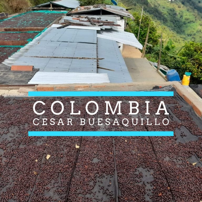 Blog 1 Badger & Dodo. Coffee beans from Colombia drying on raised beds with mountains in the background. Text reads: Colombia–Cesar Buesaquillo.