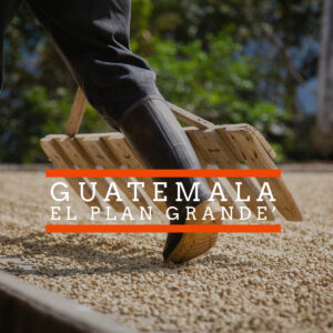 Badger & Dodo. Wearing boots, a person rakes sun-drying coffee beans; text reads Guatemala El Plan Grande.