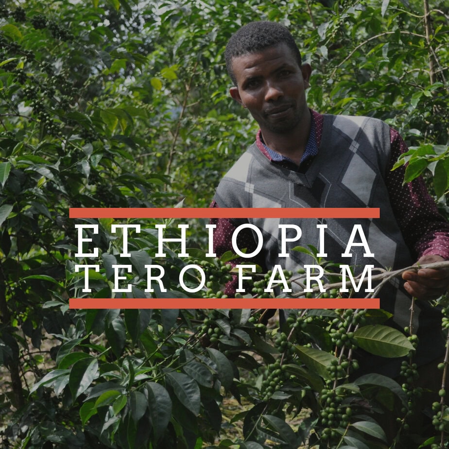 New Single Origin - Tero Farm Natural Ethiopian 1 A man stands among lush green coffee plants at Tero Farm in Ethiopia, holding a coffee branch with unripe green cherries. The text "ETHIOPIA TERO FARM" is prominently displayed in white capital letters, framed by two horizontal orange lines across the image.
