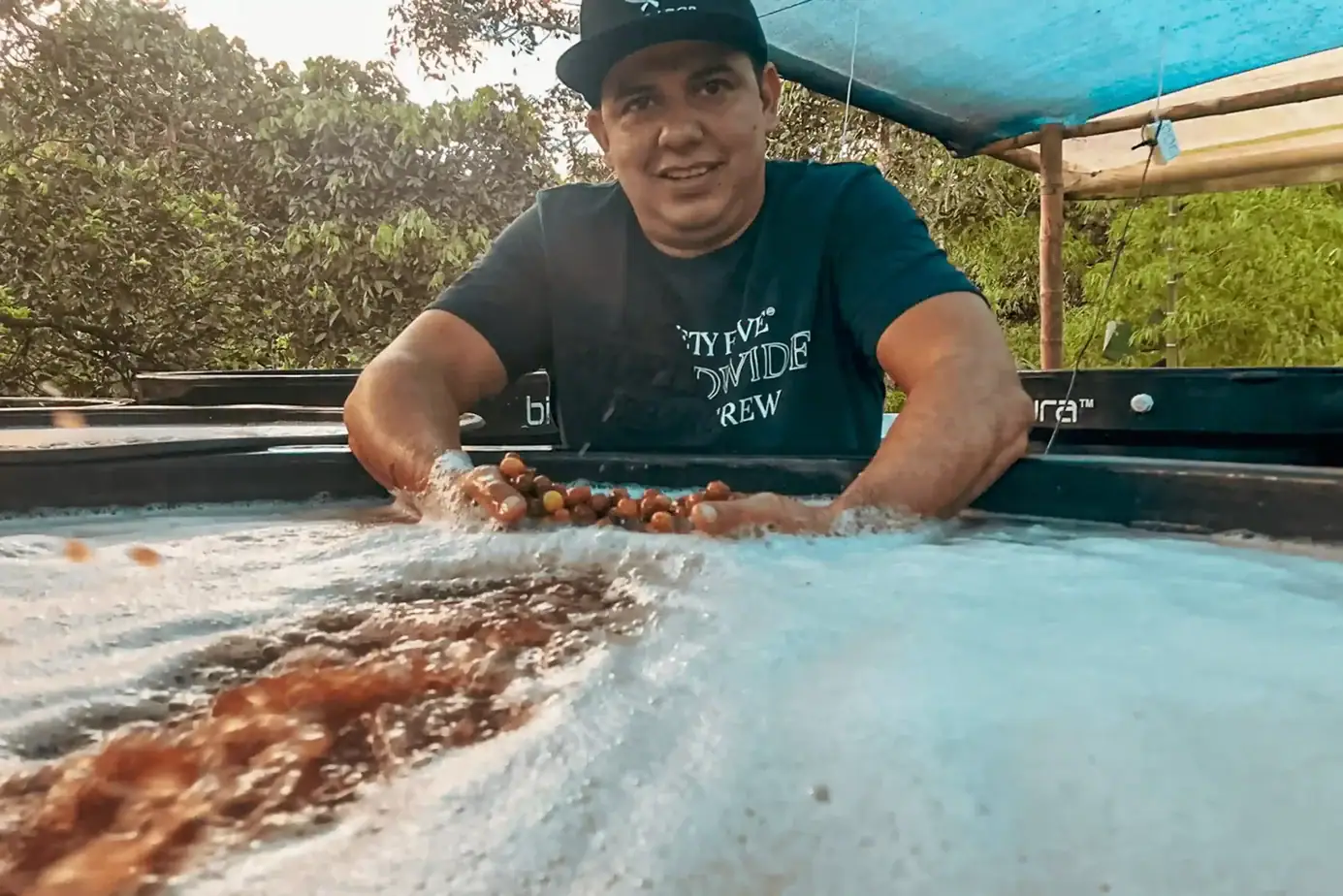 New Super Premium Release: El Mirador Pink Champagne Infused Colombia 3 New Super Premium Release: El Mirador Pink Champagne Infused Colombia farmers clearpath elkin guzman elkin guzman 02 scaled coffee