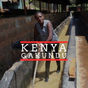 A woman in black rubber boots stands in a coffee washing channel, stirring parchment coffee in water with a wooden pole. She is smiling slightly, wearing a sleeveless patterned blouse. The background shows concrete channels and a covered structure. Text overlaid on the image reads "KENYA GAKUNDU" with a red line above and below the word "KENYA."