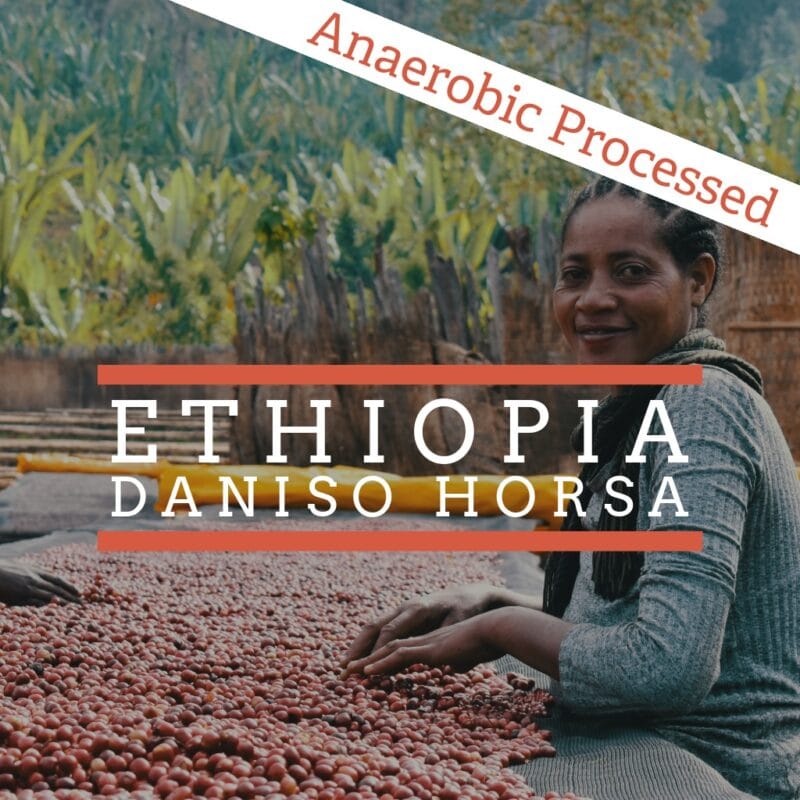 A woman in Ethiopia sorts coffee cherries on a drying bed at a rural farm, with text overlay reading “Anaerobic Processed” and “Ethiopia Daniso Horsa.”