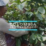 A coffee farmer harvests ripe red coffee cherries from a leafy coffee plant in Colombia, with overlaid text reading “Colombia – San Francisco.”