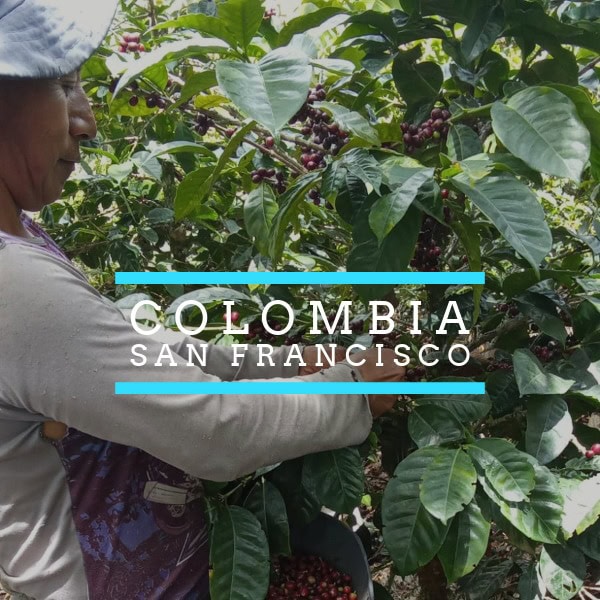 A coffee farmer harvests ripe red coffee cherries from a leafy coffee plant in Colombia, with overlaid text reading “Colombia – San Francisco.” A coffee farmer harvests ripe red coffee cherries from a leafy coffee plant in Colombia, with overlaid text reading “Colombia – San Francisco.”