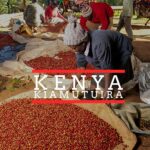 Workers sort and dry red coffee cherries on large tarps outdoors at a coffee processing site in Kenya, with the text “Kenya Kiamutuira” overlaid on the image.