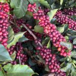 Close-up of a coffee plant heavily laden with ripe red coffee cherries clustered along its branches. Glossy green leaves surround the fruit, with a few unripe green cherries visible among the dense foliage. The image highlights a healthy, productive coffee tree during harvest season.